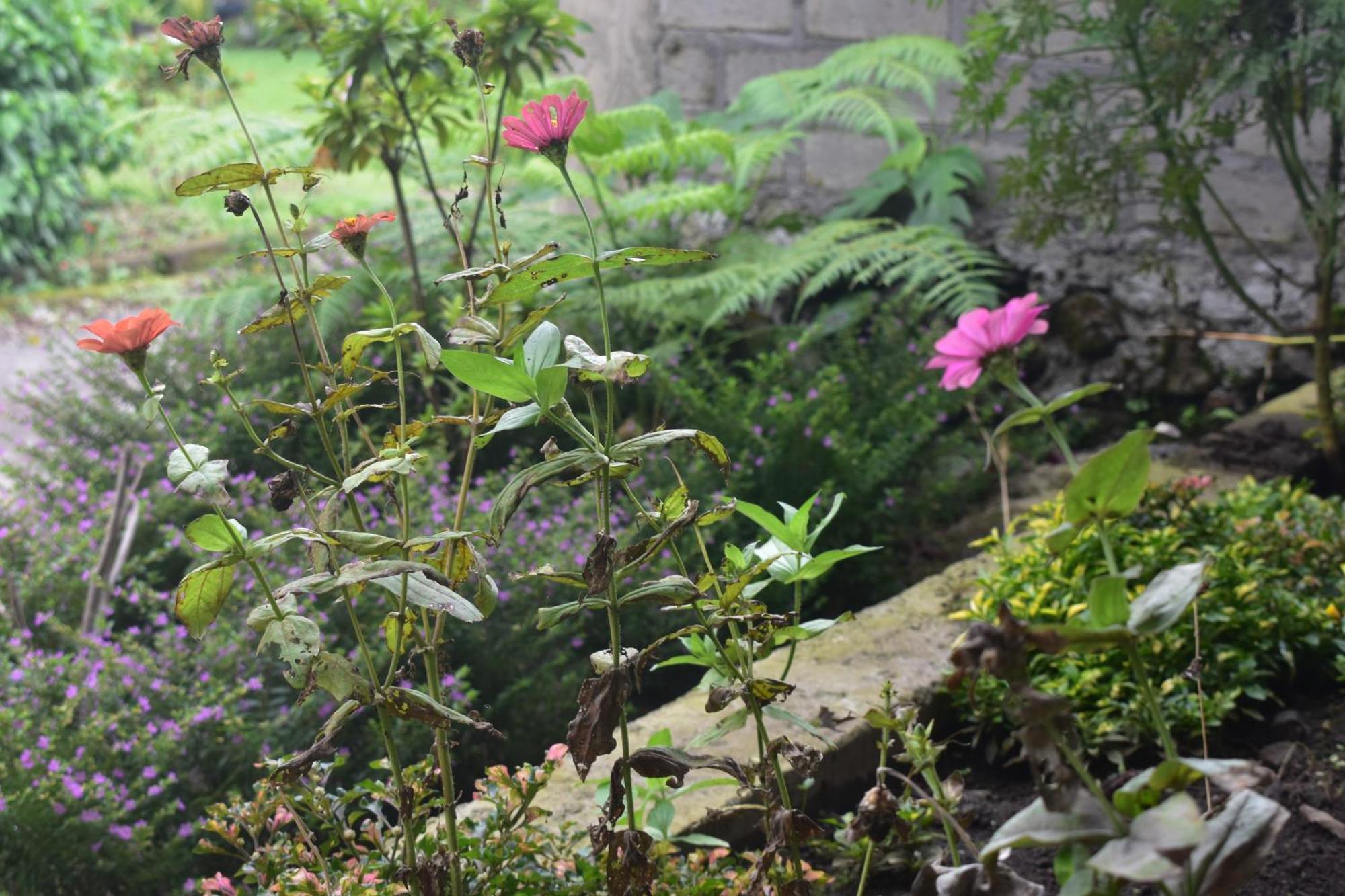 Mama'S Homestay Ruteng Esterno foto